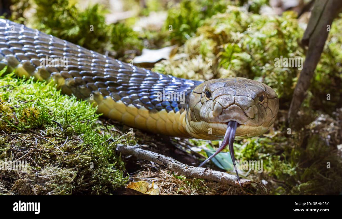 Vista frontale ravvicinata di un cobra reale (Ophiophagus hannah) Foto Stock