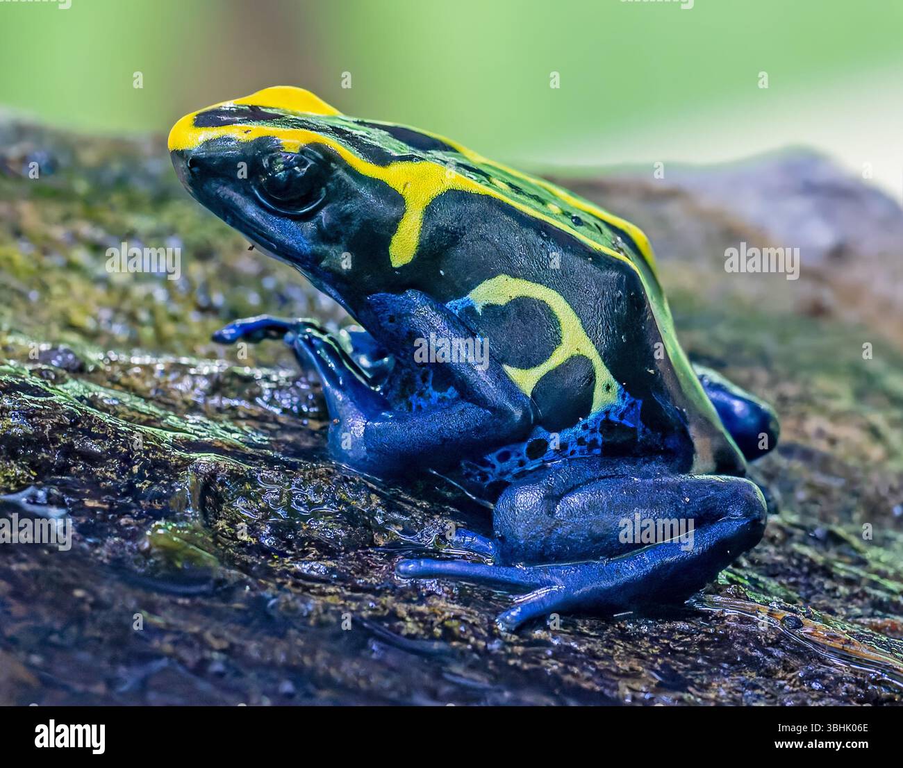 Vista ravvicinata di una rana di dardo velenoso (Dendrobates tinctorius) Foto Stock