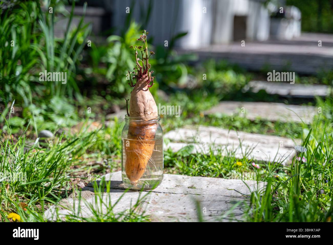 La patata dolce germogliata si trova in vasetto con acqua all'aperto. Ha foglie e radici, è pronto per essere piantato nel terreno Foto Stock