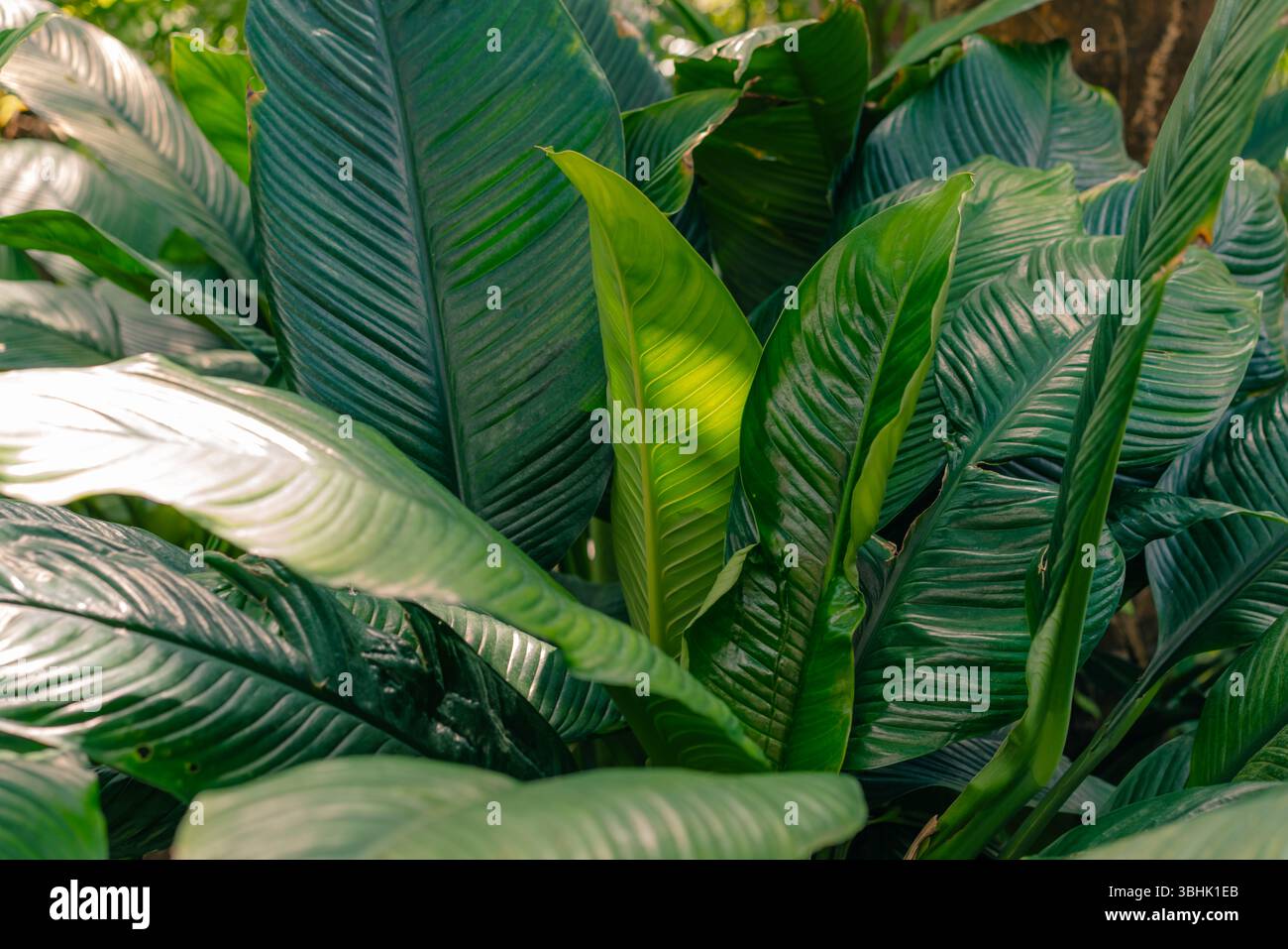 Petalo di fiore bianco su sfondo verde foglie Spathiphyllum cochlearispathum. Foto di alta qualità Foto Stock