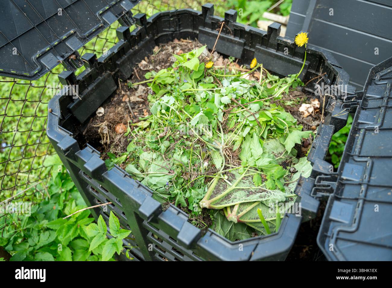 Vista dall'alto del contenitore per compost aperto per rifiuti organici all'interno dell'hotel. Al suo interno rifiuti alimentari e varie piante di terreno, erbacce Foto Stock