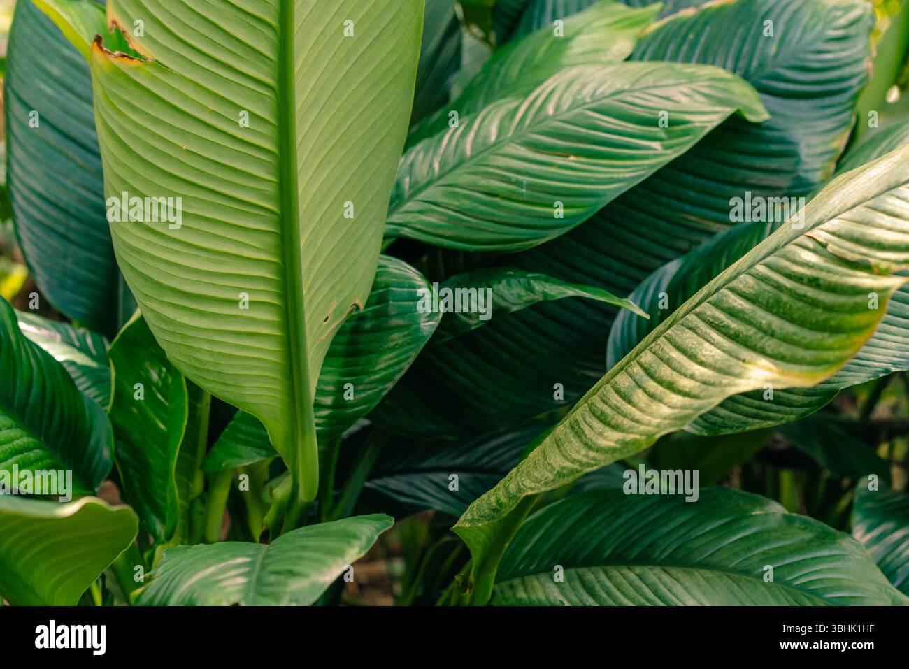 Petalo di fiore bianco su sfondo verde foglie Spathiphyllum cochlearispathum. Foto di alta qualità Foto Stock