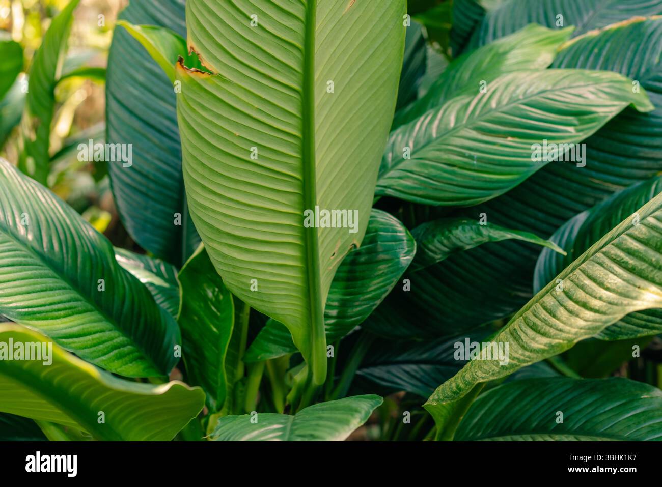 Petalo di fiore bianco su sfondo verde foglie Spathiphyllum cochlearispathum. Foto di alta qualità Foto Stock