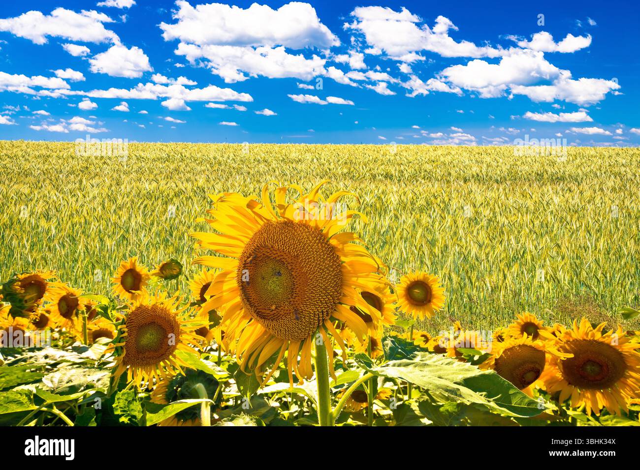 Paesaggio agricolo. Girasole gialle e fieno sotto la vista del cielo blu, regione di Prigorje nel nord della Croazia Foto Stock
