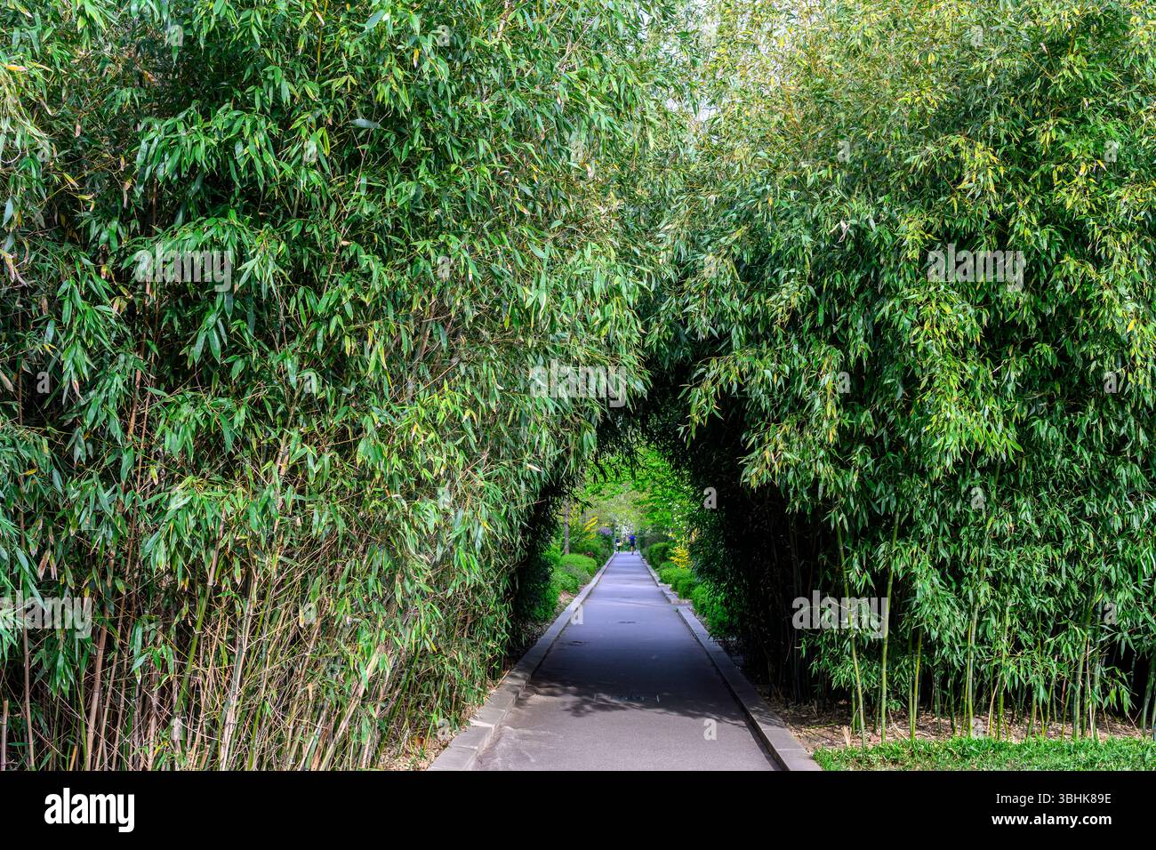 La Promonade piantata (Promenade Plantée o Coulée verte René-Dumont) a Parigi risale al 1980 che ispirò l'idea della New York High Line. Foto Stock