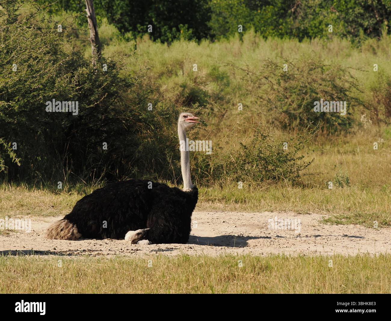 Lo struzzo comune si trova in tutto il Botswana, negli habitat aridi del deserto e nell'area del delta dell'Okavango. Il più grande uccello vivente della terra. Foto Stock