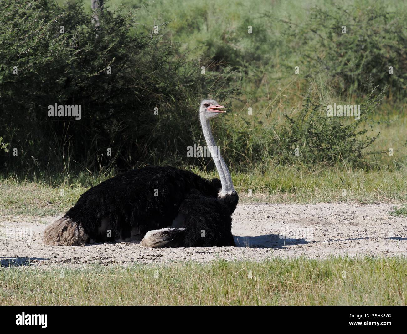 Lo struzzo comune si trova in tutto il Botswana, negli habitat aridi del deserto e nell'area del delta dell'Okavango. Il più grande uccello vivente della terra. Foto Stock