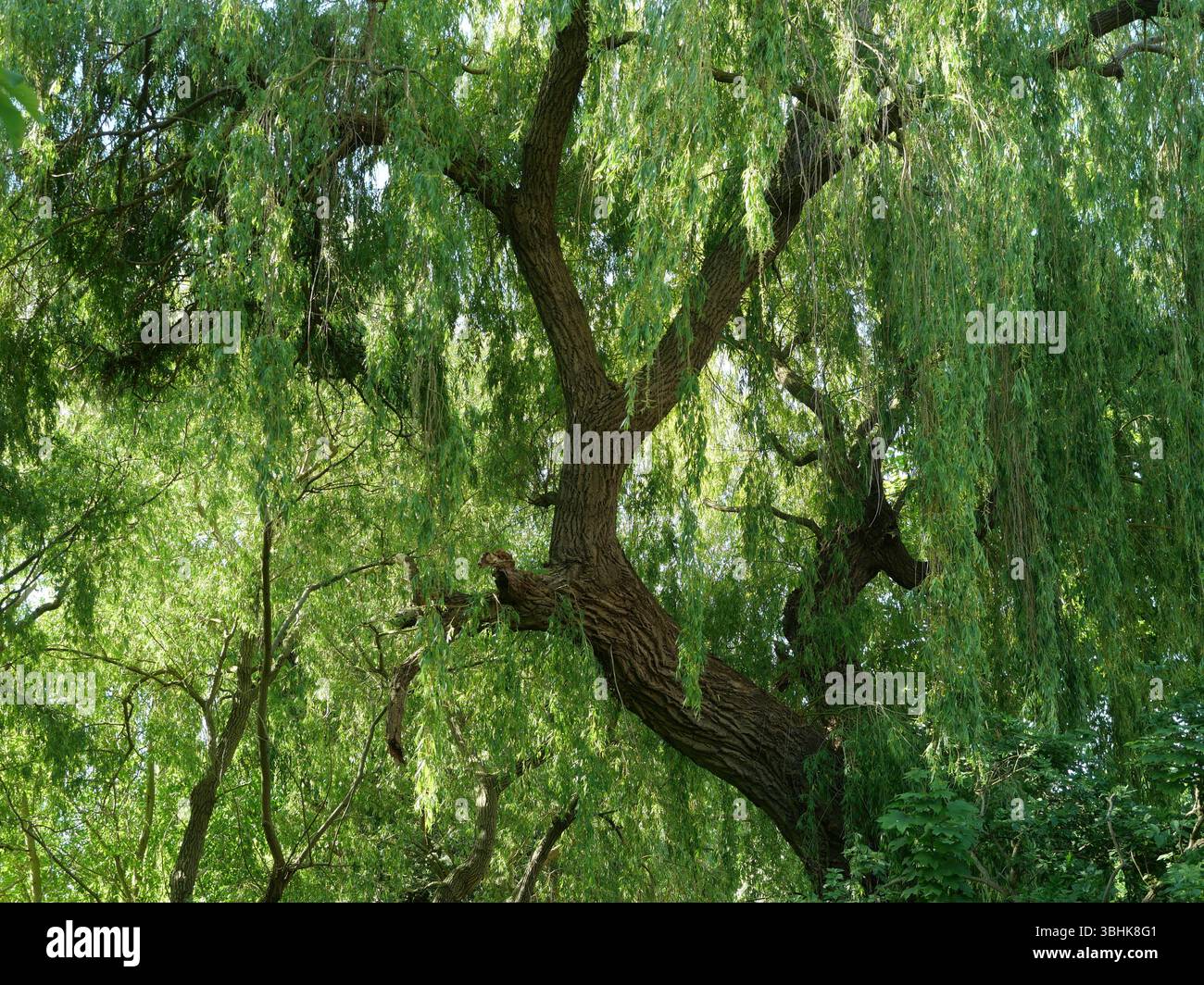 Grande vecchio salice sul lungomare urbano nel parco verde. Spazio per testi e disegni. Foto Stock