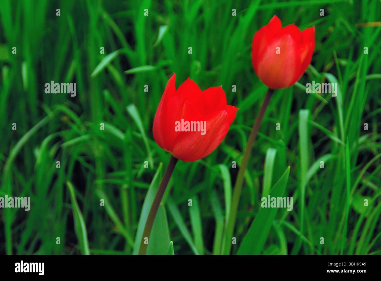 Tulipani rossi in verde. Foto Stock