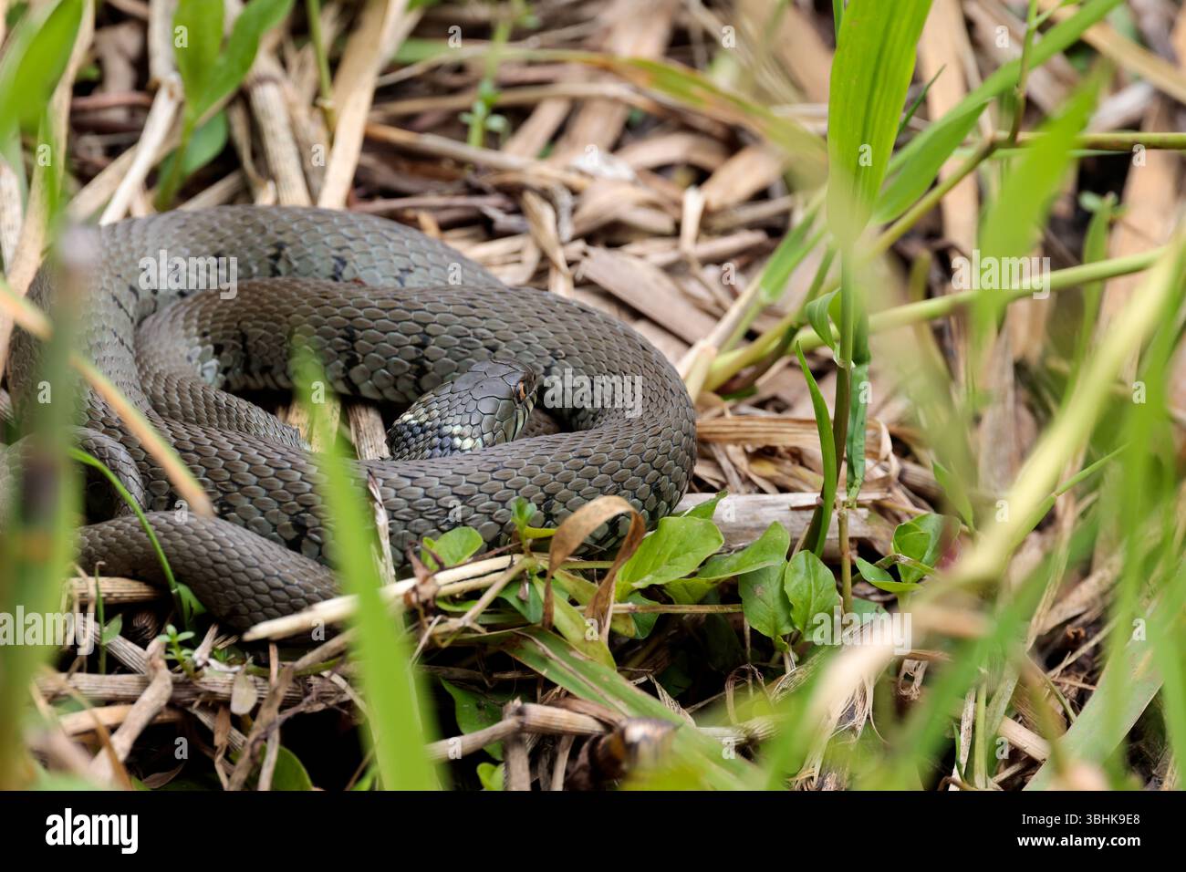 Serpente d'erba Natrix natrix, corpo verde grigio macchie scure lungo fianchi colletto giallo e pupille rotonde, corpo a spirale che prende il sole vicino al bordo delle acque Foto Stock
