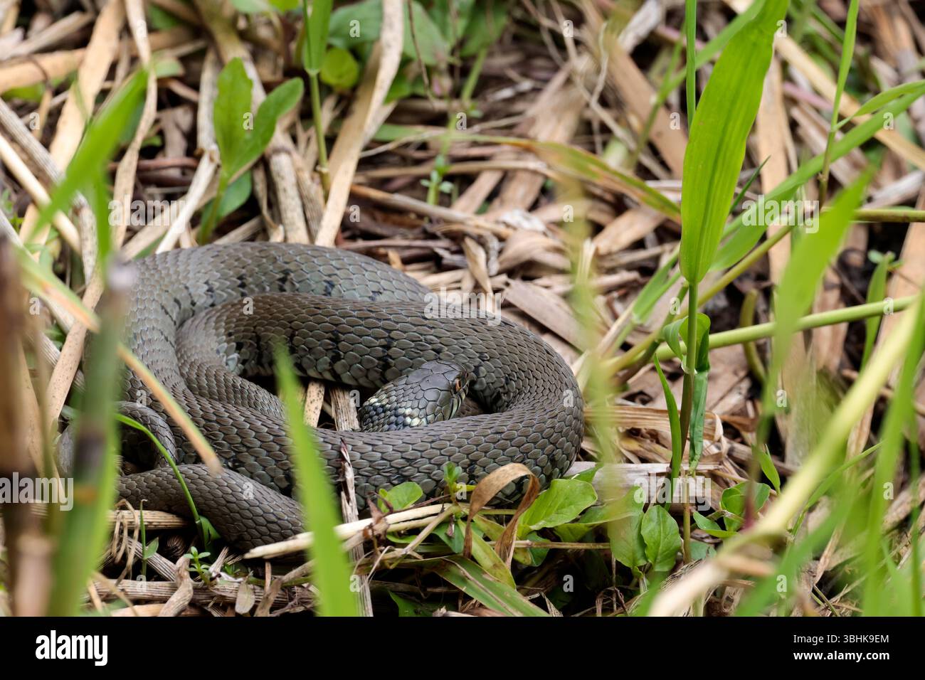 Serpente d'erba Natrix natrix, corpo verde grigio macchie scure lungo fianchi colletto giallo e pupille rotonde, corpo a spirale che prende il sole vicino al bordo delle acque Foto Stock