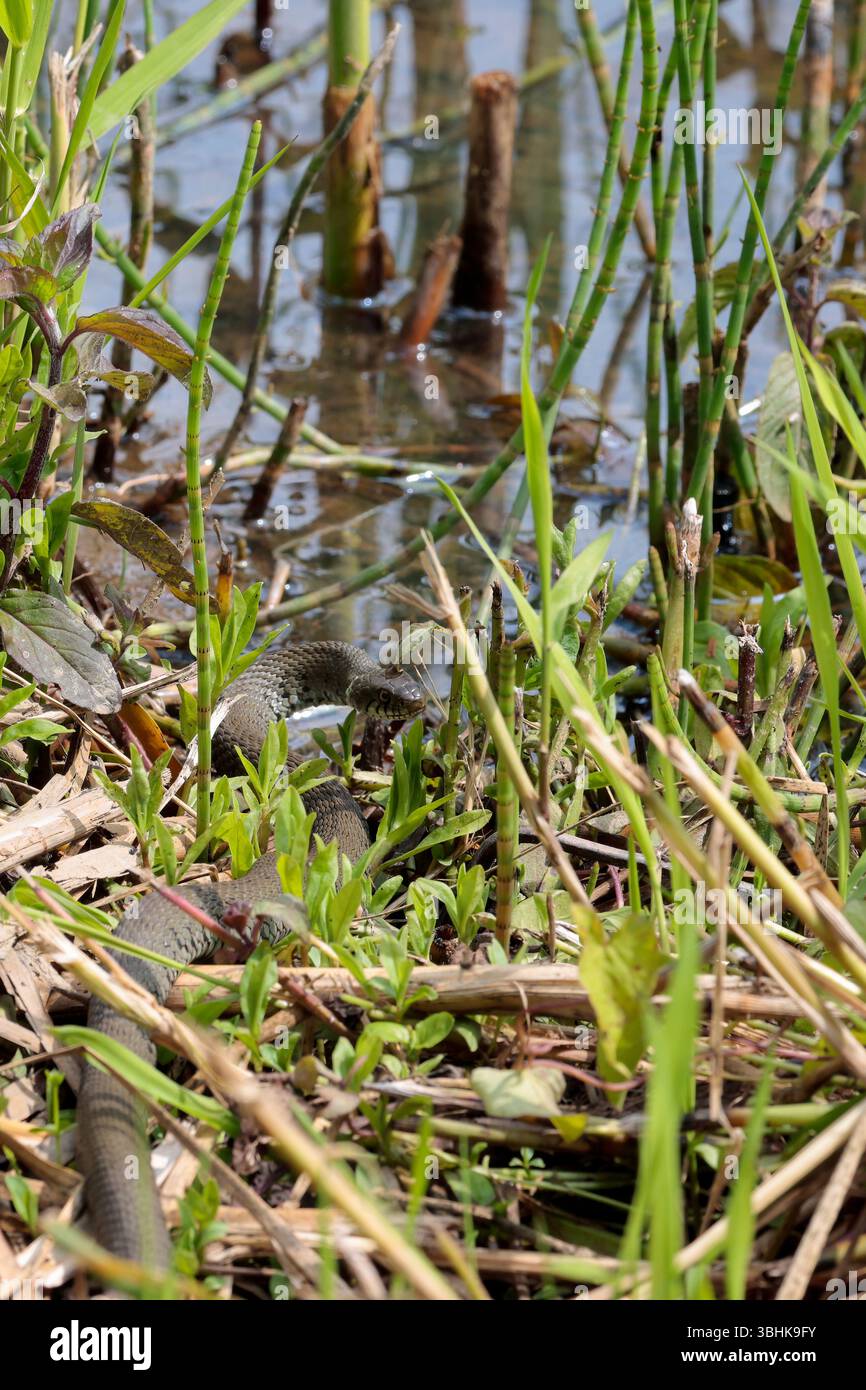 Serpente d'erba Natrix natrix, corpo grigio verde macchie scure lungo fianchi colletto giallo e nero e pupille rotonde, dopo aver bevuto vicino al bordo dell'acqua Foto Stock