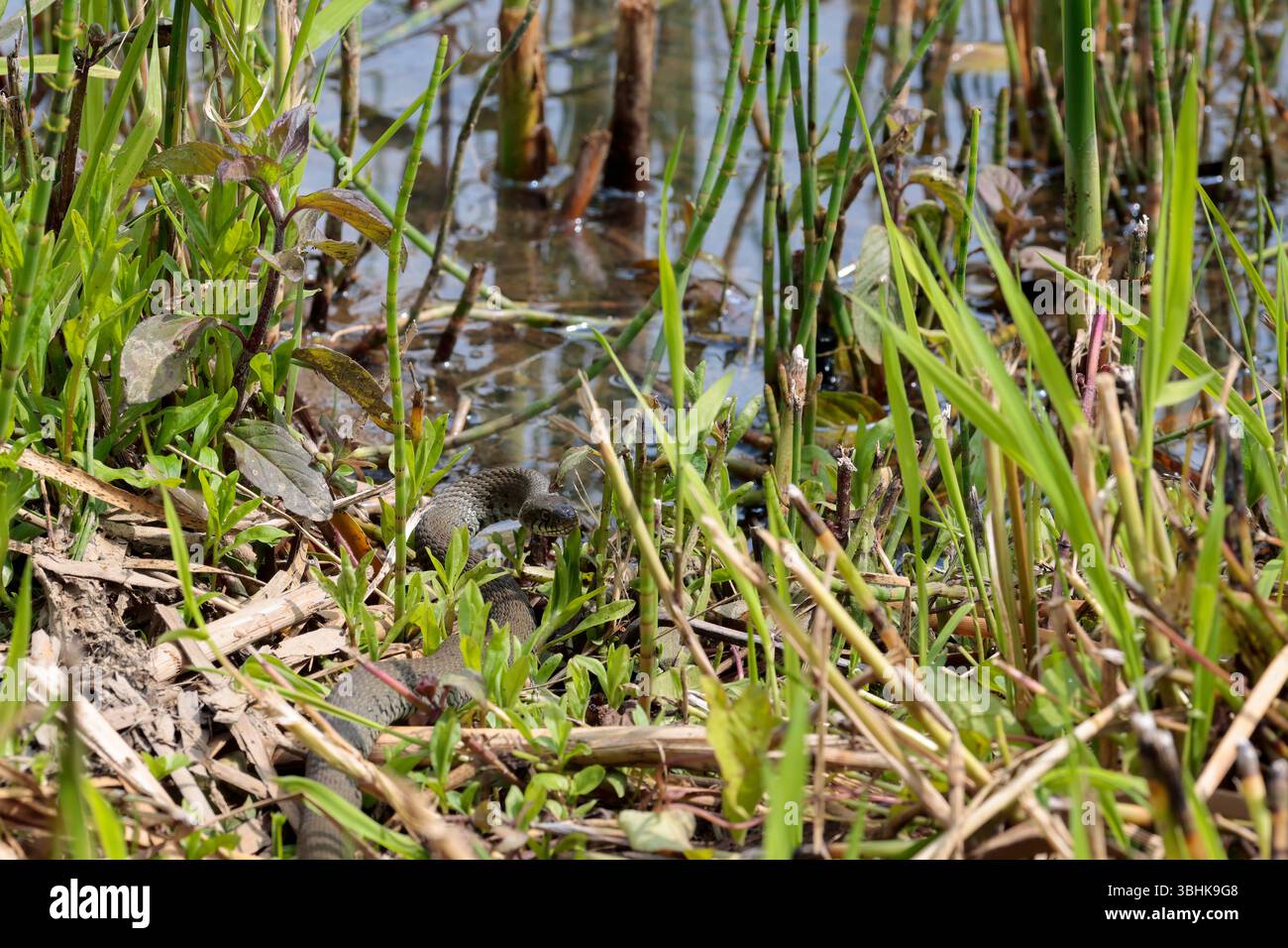 Serpente d'erba Natrix natrix, corpo grigio verde macchie scure lungo fianchi colletto giallo e nero e pupille rotonde, dopo aver bevuto vicino al bordo dell'acqua Foto Stock