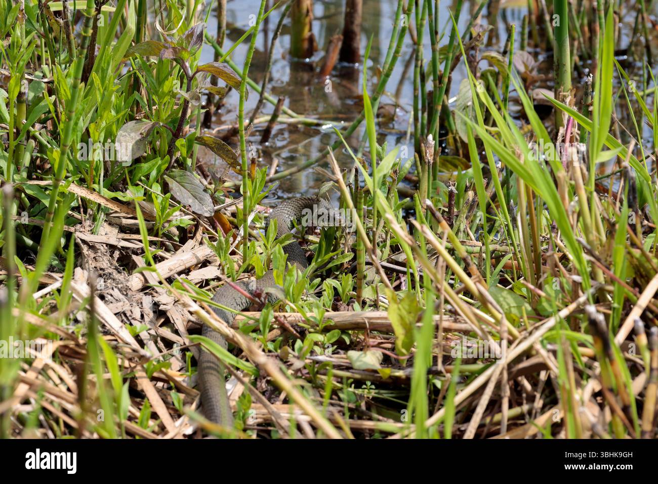 Serpente d'erba Natrix natrix, corpo grigio verde macchie scure lungo fianchi colletto giallo e nero e pupille rotonde, dopo aver bevuto vicino al bordo dell'acqua Foto Stock