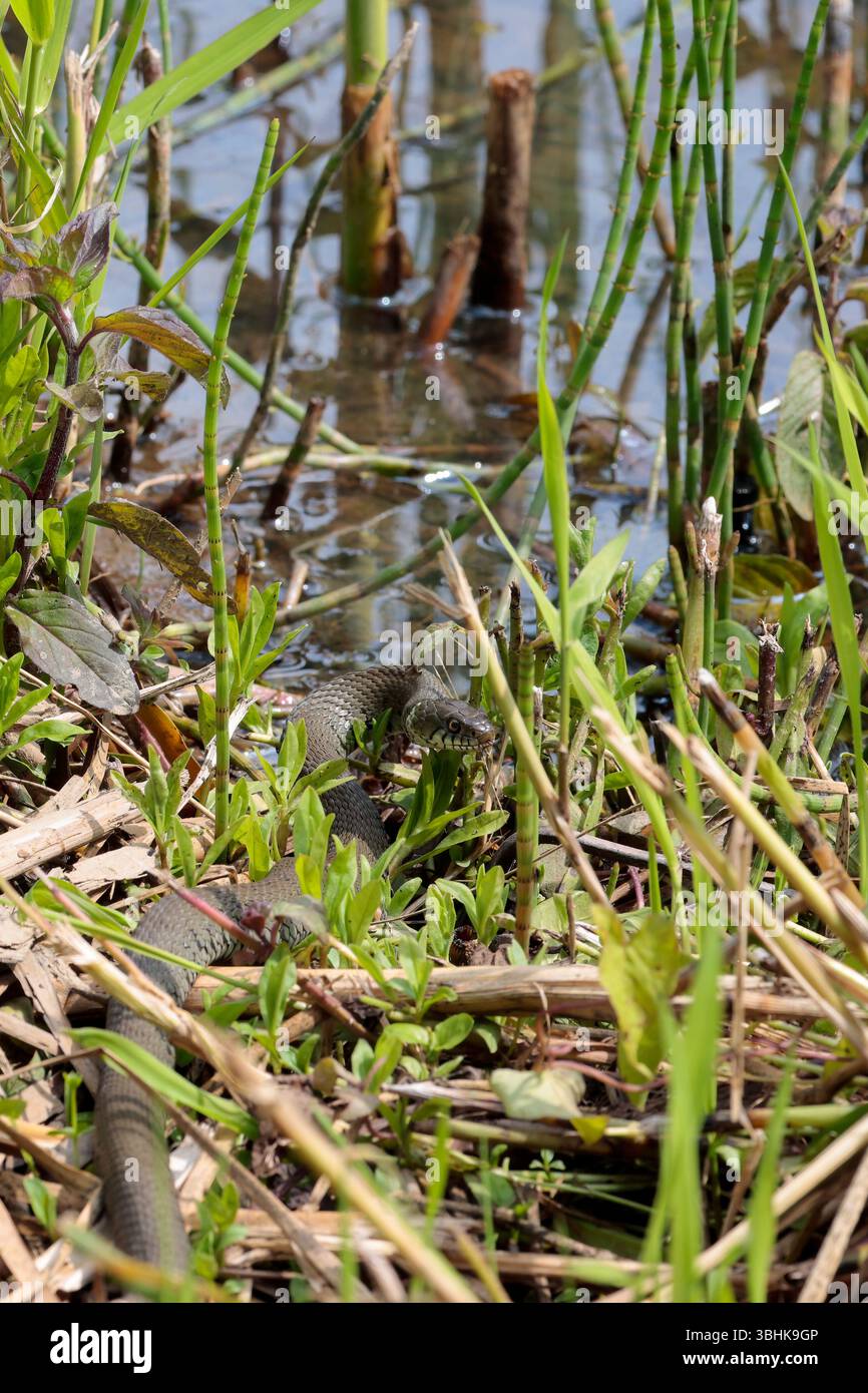Serpente d'erba Natrix natrix, corpo grigio verde, macchie scure lungo fianchi colletto giallo e pupille rotonde, vicino all'acqua bordo nero lingua a forchetta fuori Foto Stock