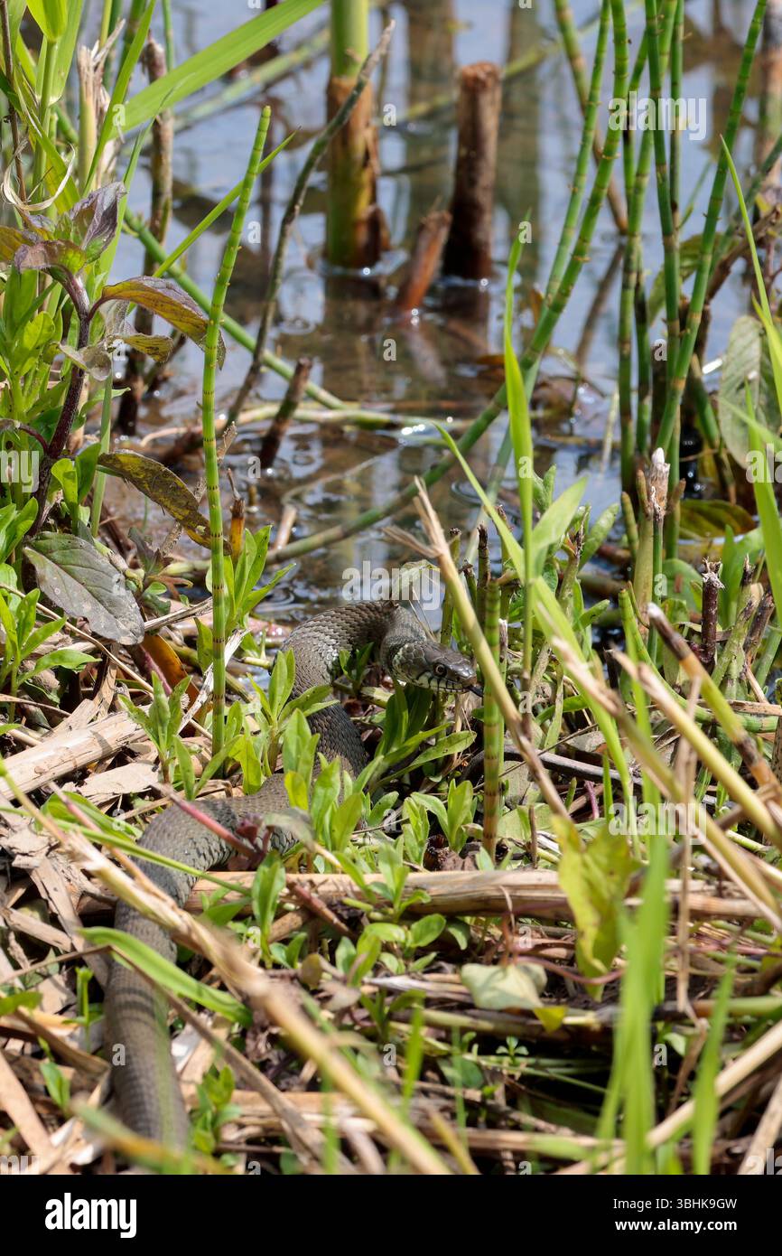 Serpente d'erba Natrix natrix, corpo grigio verde, macchie scure lungo fianchi colletto giallo e pupille rotonde, vicino all'acqua bordo nero lingua a forchetta fuori Foto Stock