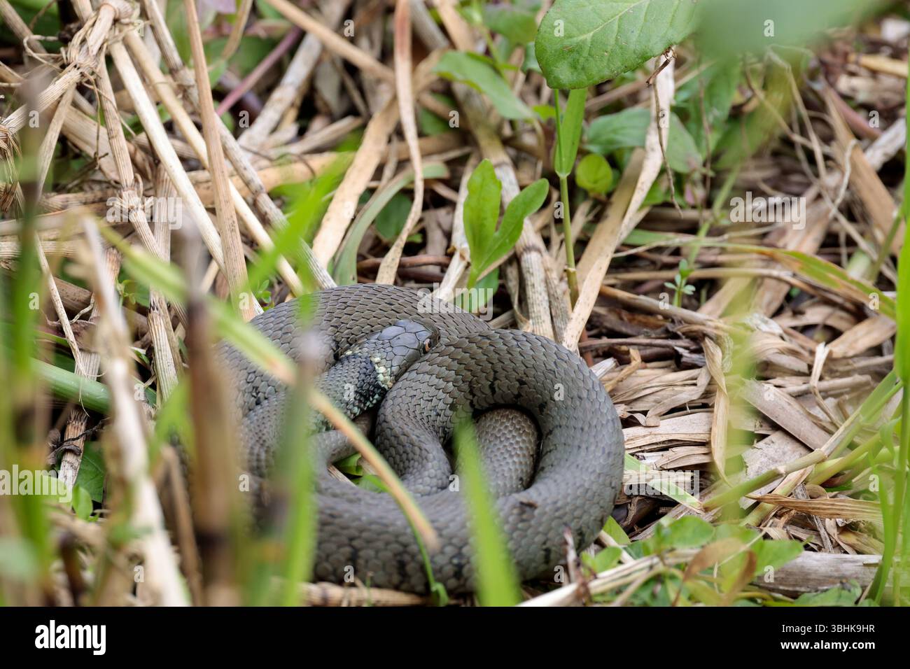 Serpente d'erba Natrix natrix, corpo verde grigio macchie scure lungo fianchi colletto giallo e pupille rotonde, corpo a spirale che prende il sole vicino al bordo delle acque Foto Stock