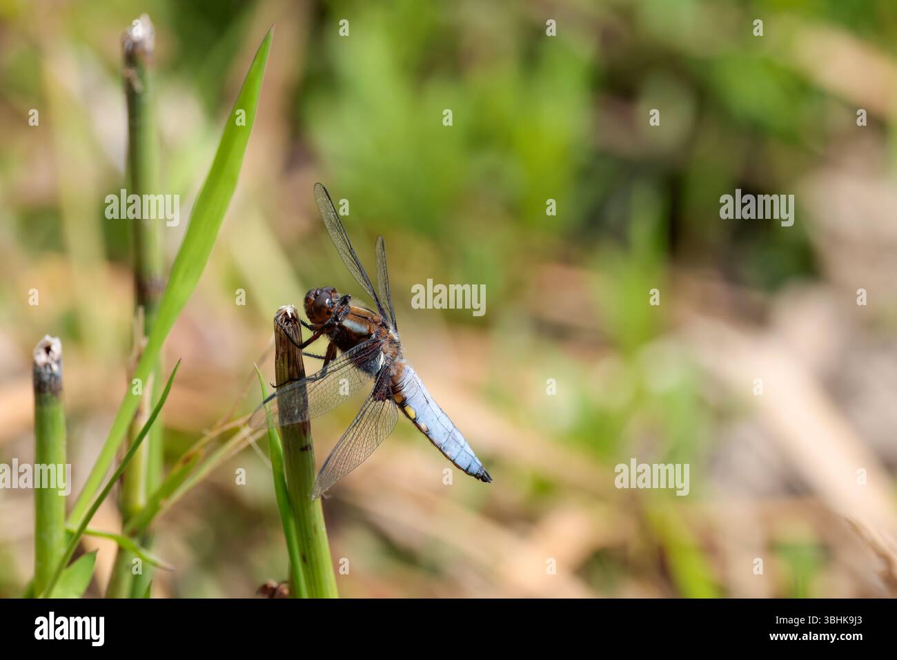 Ampio corposo Chaser libellula depressa, blu cielo maschile ampio addome appiattito base alare marrone scuro macchie gialle lungo i lati dell'addome Foto Stock