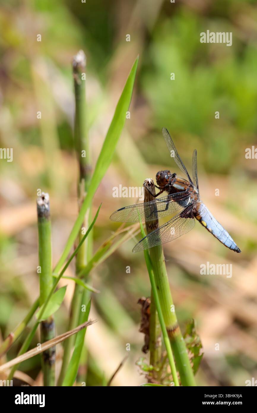 Ampio corposo Chaser libellula depressa, blu cielo maschile ampio addome appiattito base alare marrone scuro macchie gialle lungo i lati dell'addome Foto Stock