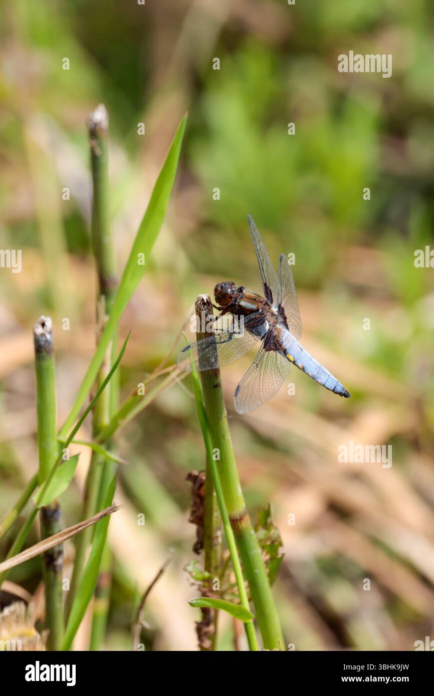 Ampio corposo Chaser libellula depressa, blu cielo maschile ampio addome appiattito base alare marrone scuro macchie gialle lungo i lati dell'addome Foto Stock
