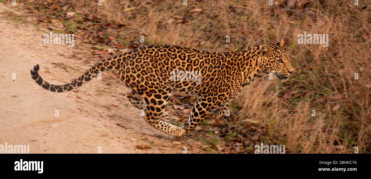 Panorama di un leopardo indiano che corre in una foresta nel Parco Nazionale di Tadoba, India Panorama, banner web, header Foto Stock
