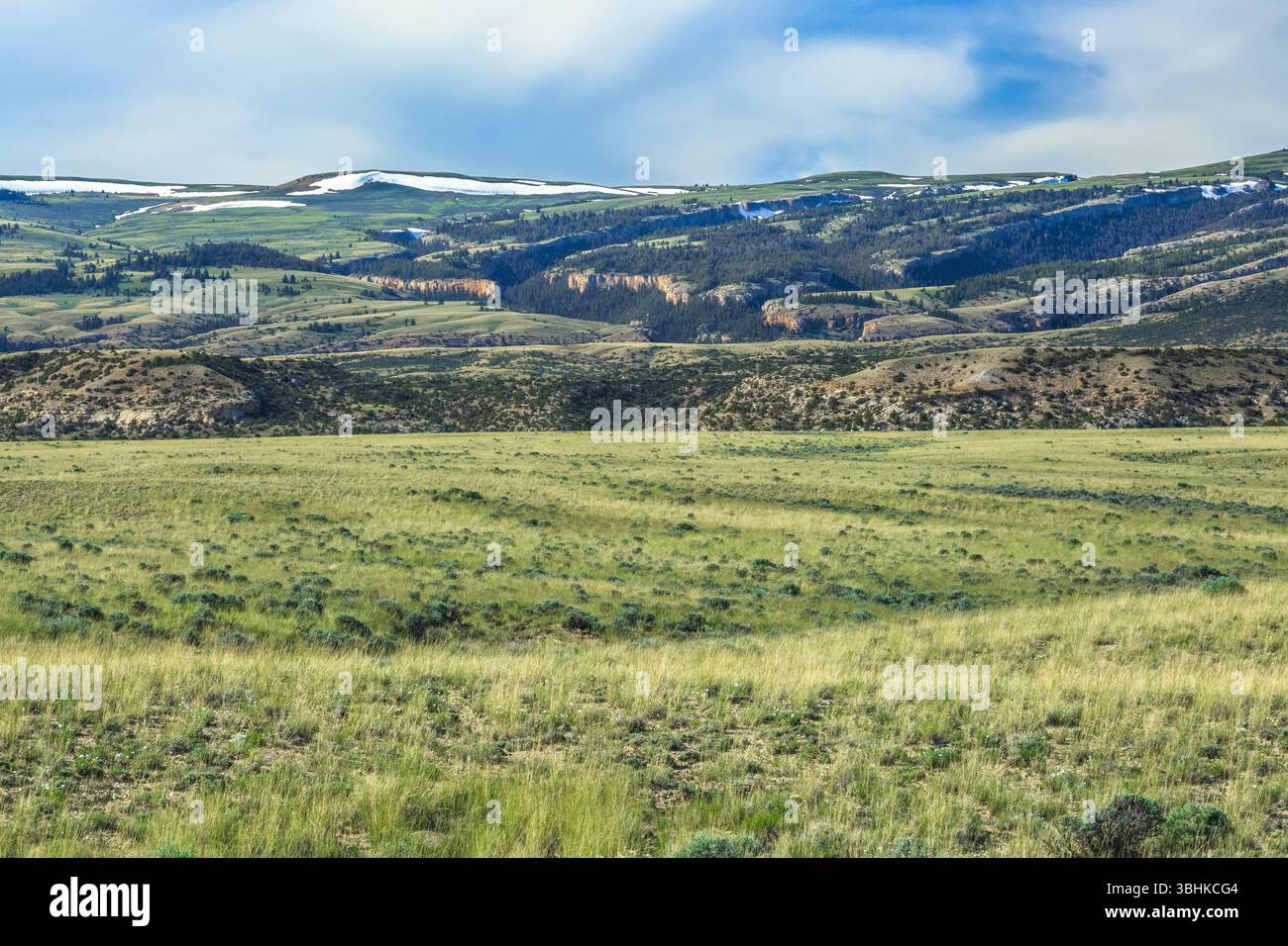 pianure erbose sotto il canyon degli orsi nelle montagne pryor vicino a warren, montana Foto Stock