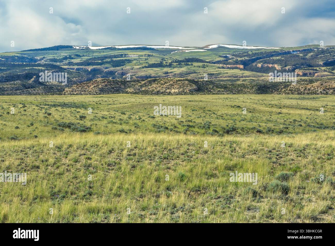 pianure erbose sotto il canyon degli orsi nelle montagne pryor vicino a warren, montana Foto Stock
