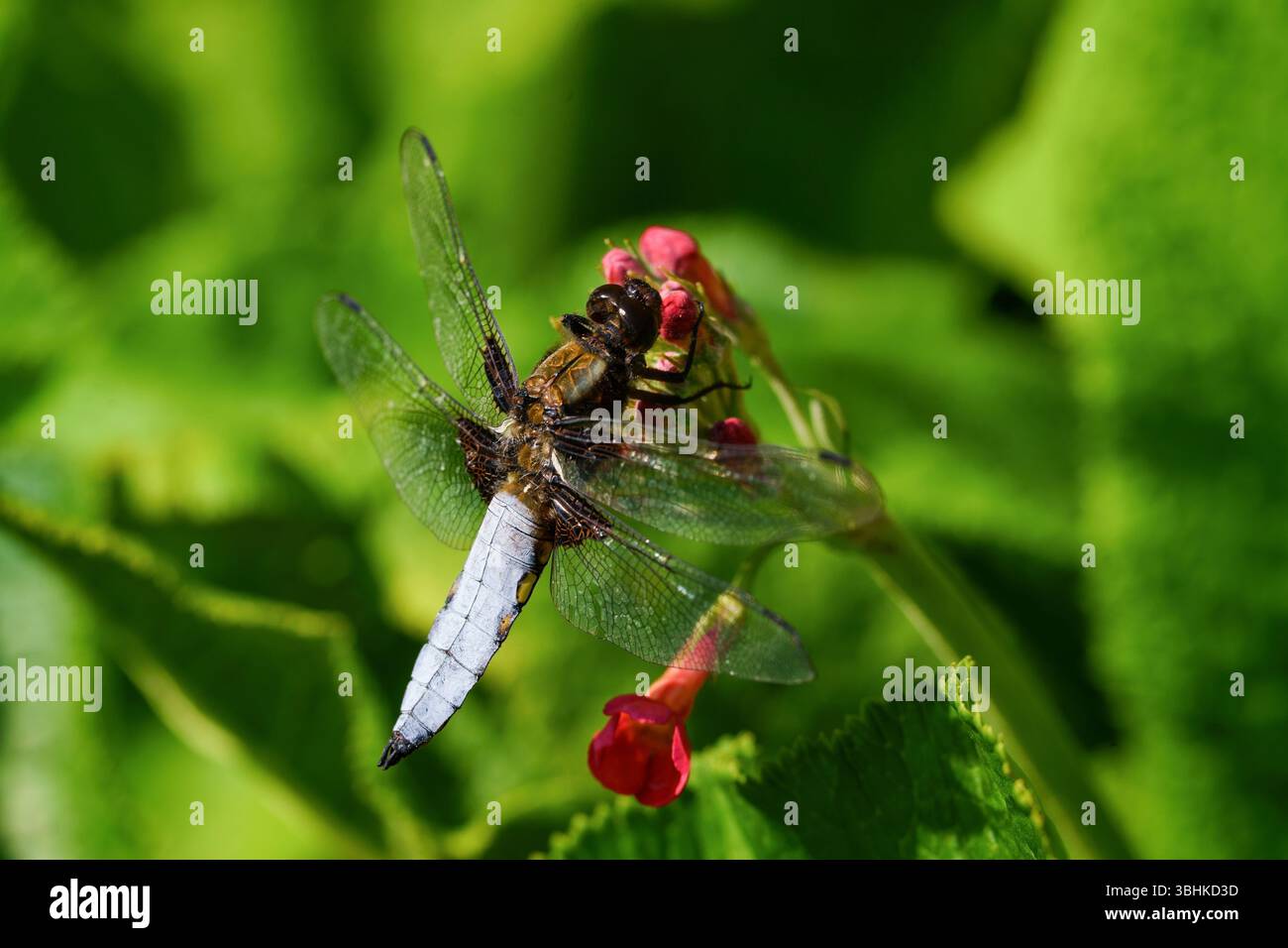 Una libellula inseguitrice dal corpo ampio e azzurro pallido poggia su un Candelabra Primula rosso. Foto Stock