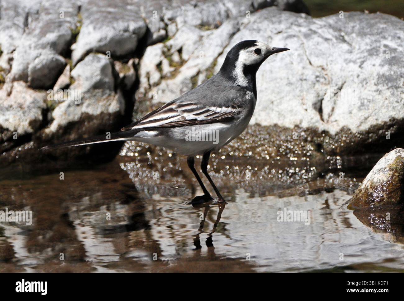PIED WAGTAIL (Motacilla alba) si trovava a River, nel Regno Unito. Foto Stock