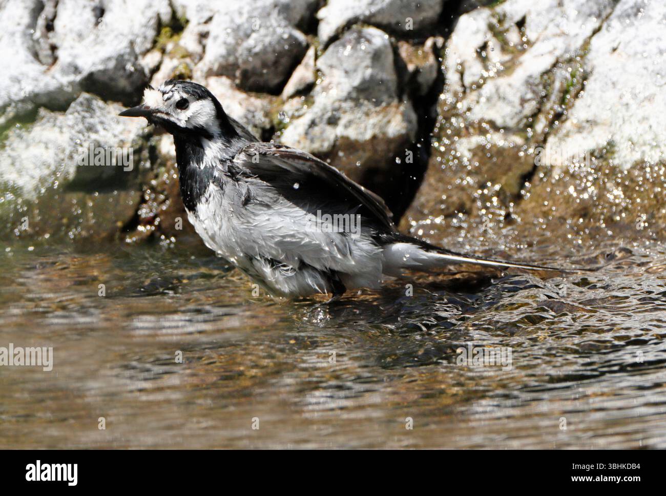 PIED WAGTAIL che fa il bagno nel fiume, Regno Unito. Foto Stock