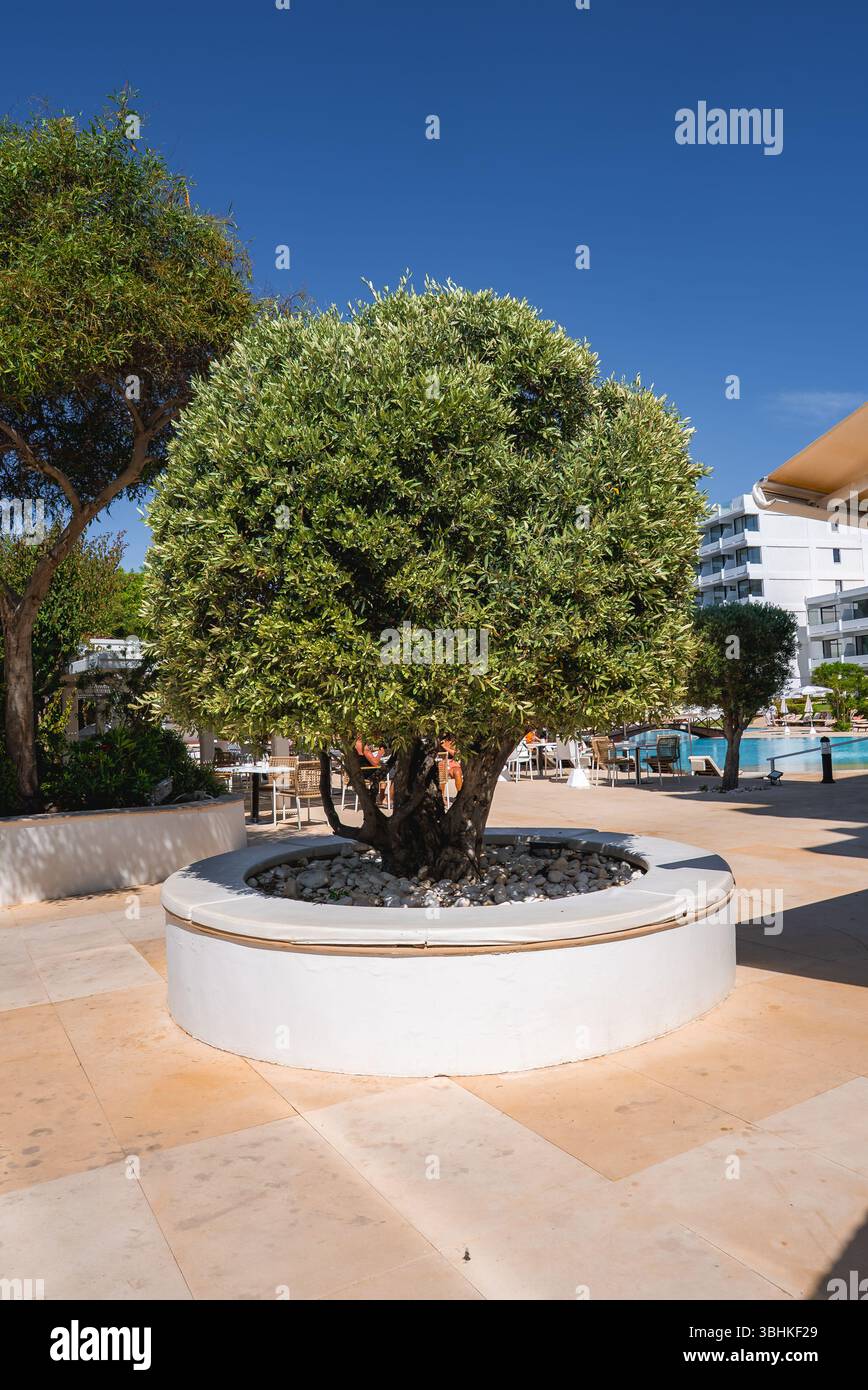 Olive Tree in piantatrice di pietra bianca in un resort di lusso a Cipro Foto Stock