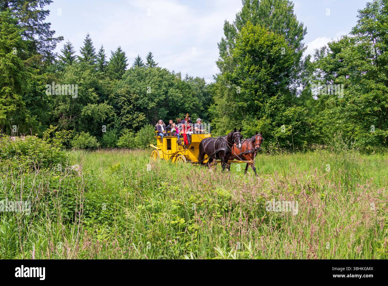 Postillion soffiante corno, passeggeri, diligenza tra prati, Verein Postkutsche Lüneburger Heide e.V., Klecken, Rosengarten, bassa Sassonia, Germania Foto Stock
