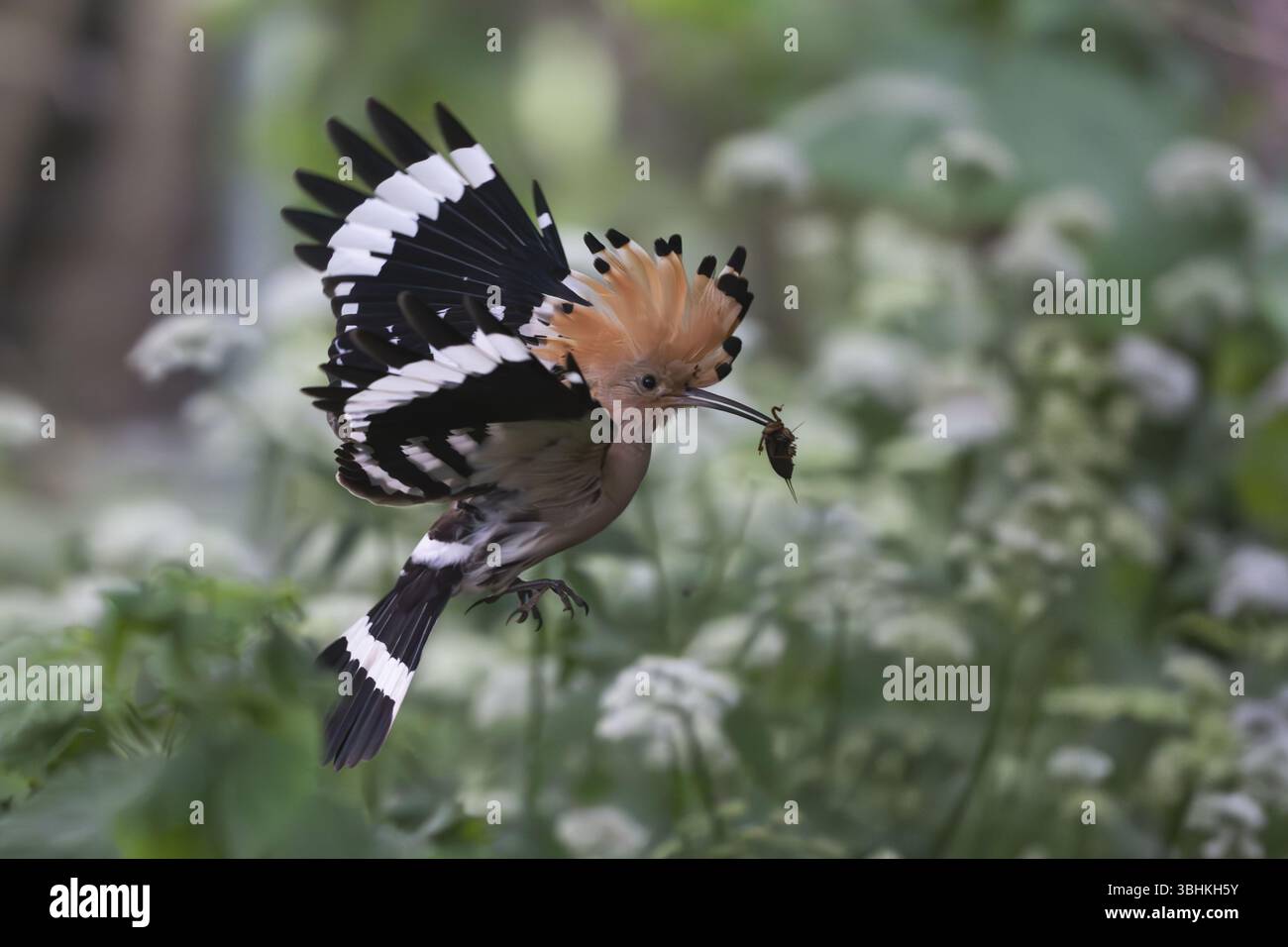 Hoopoe (Upupa epops) in volo con il cricket di talpa catturato, Upper Spreewald, Brandeburgo, Germania, Europa Foto Stock