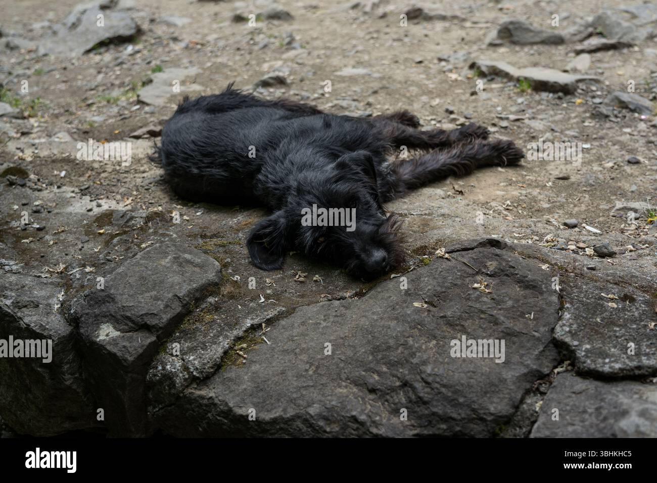 nero, il cane da strada sta dormendo. Un cane sta riposando in Georgia Foto Stock