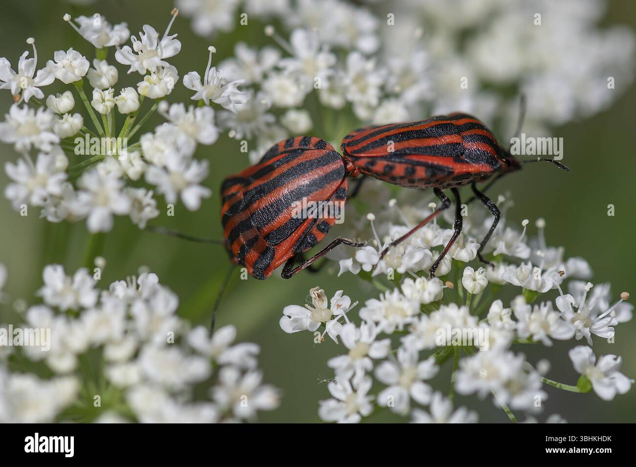 Accoppiamento di insetti a strisce (Graphosoma lineatum) su un fiore di alghe d'oca, Baviera, Germania, Europa Foto Stock