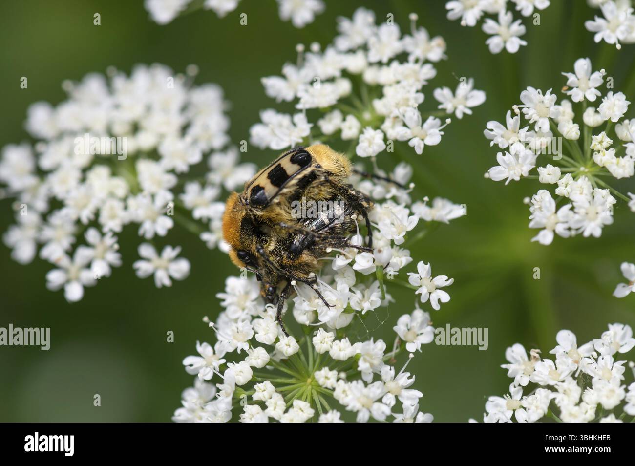 Accoppiamento di scarabei a pennello (Trichius) su un fiore di alghe, Baviera, Germania, Europa Foto Stock
