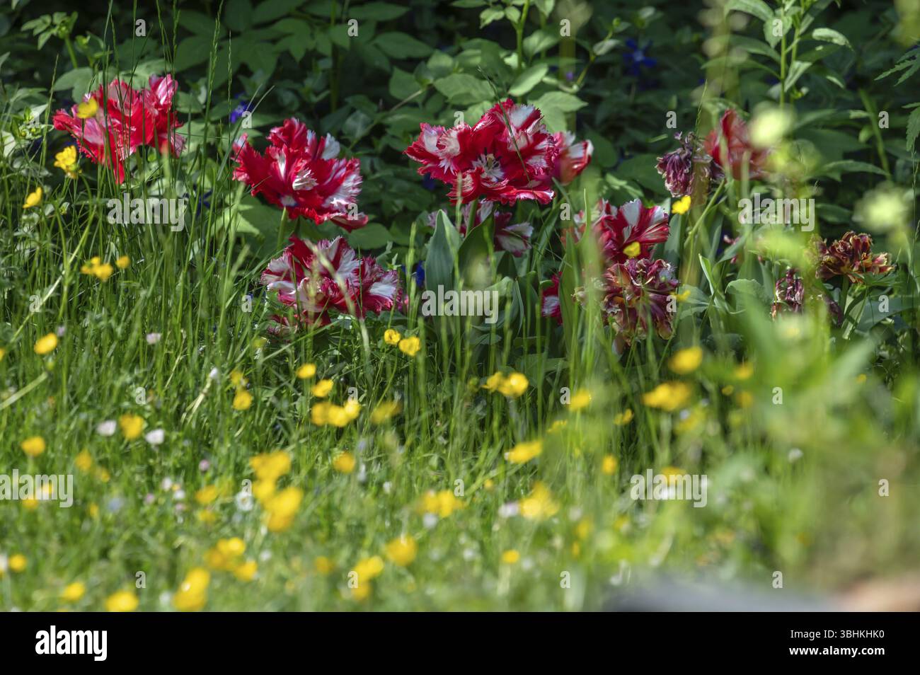 Tulipani di pappagallo fiorito (Tulipa Ã—gesneriana Parrot Group) nel giardino, Baviera, Germania, Europa Foto Stock