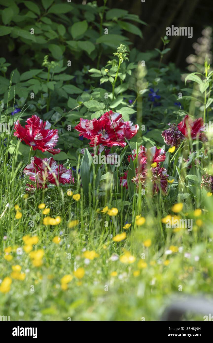 Tulipani di pappagallo fiorito (Tulipa Ã—gesneriana Parrot Group) nel giardino, Baviera, Germania, Europa Foto Stock