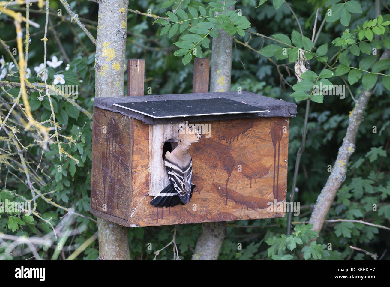 Hoopoe (Upupa epops) sta per schiudersi nella scatola di nidificazione, Oberspreewald, Brandeburgo, Germania, Europa Foto Stock