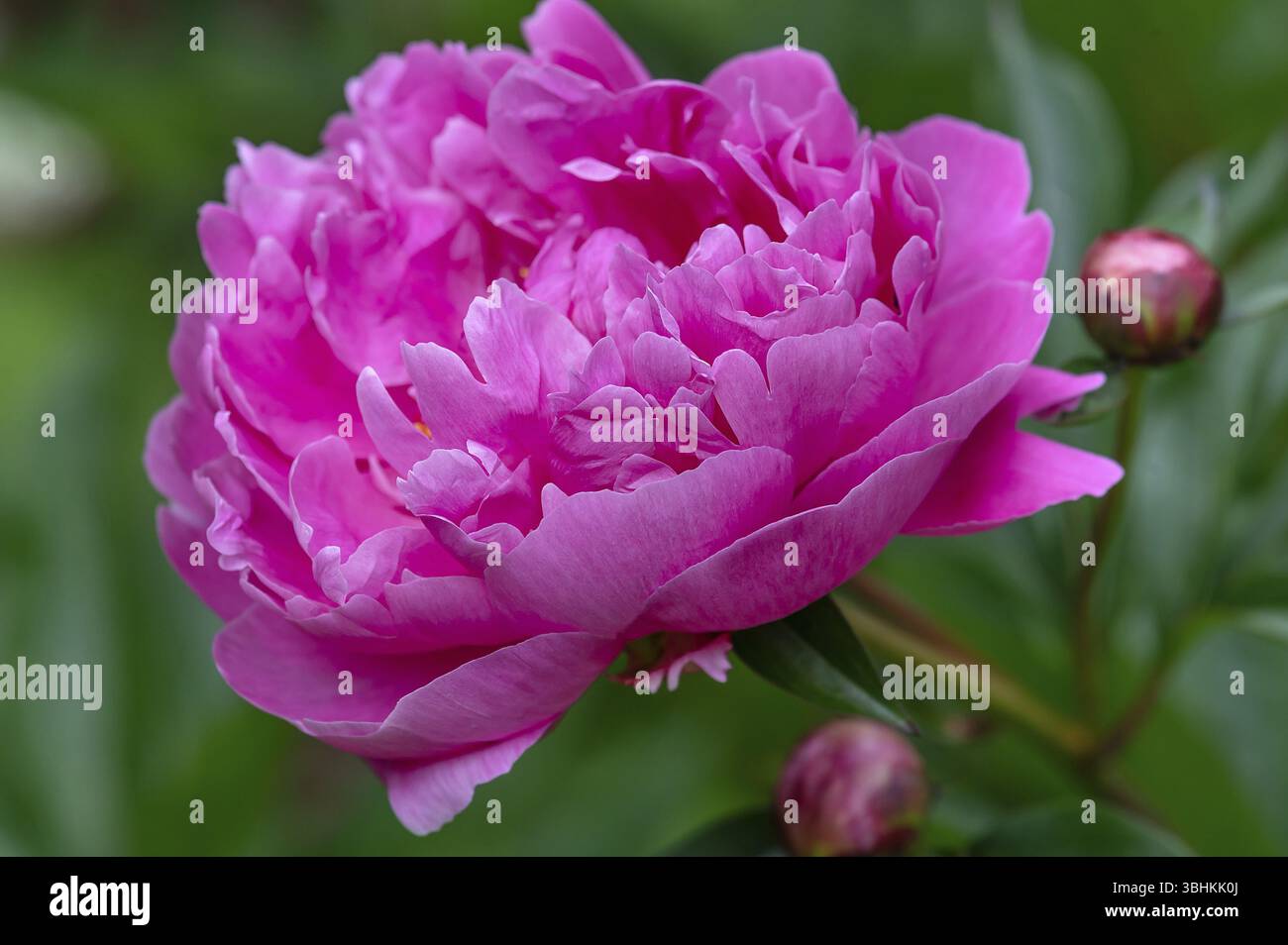 Tulipani pappagalli in fiore (Paeonia) in giardino, Baviera, Germania, Europa Foto Stock