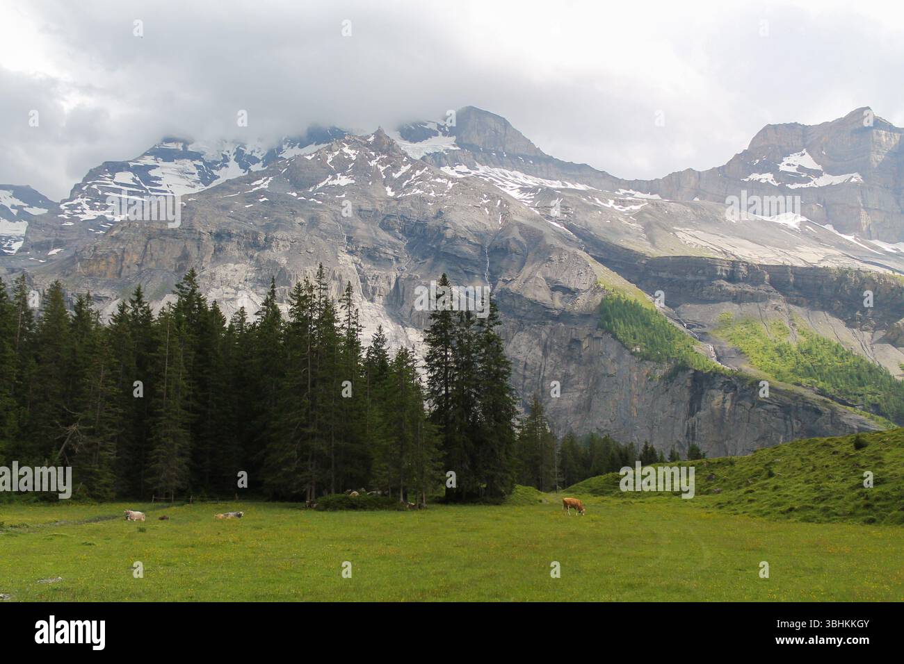 Paesaggio del lago Oeschinen con cime alpine innevate che torreggiano sullo sfondo e mucche sul campo libero. Luglio in Svizzera Foto Stock