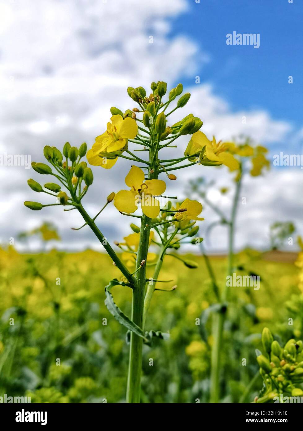 Canola in fiore su una foto in formato verticale. Primo piano preso dal telefono cellulare Foto Stock