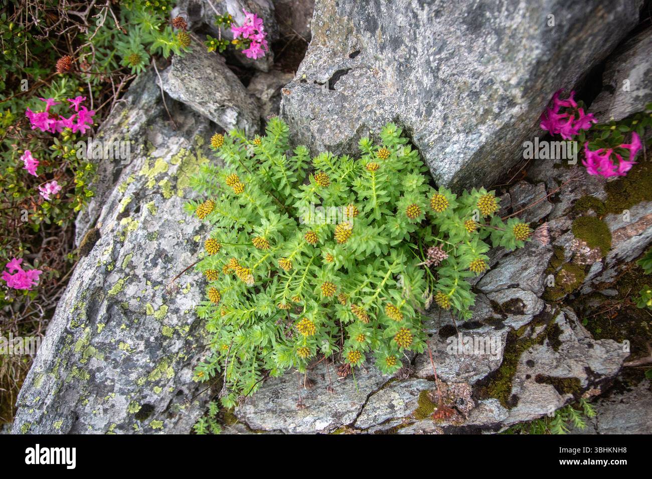Piante di montagna Hardy con gemme di fiori dorati annidate tra rocce di granito, che mostrano la resilienza della natura in ambienti alpini difficili Foto Stock