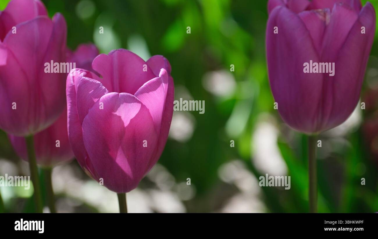 Primo piano di tulipani rosa che sbocciano alla luce di primavera Foto Stock