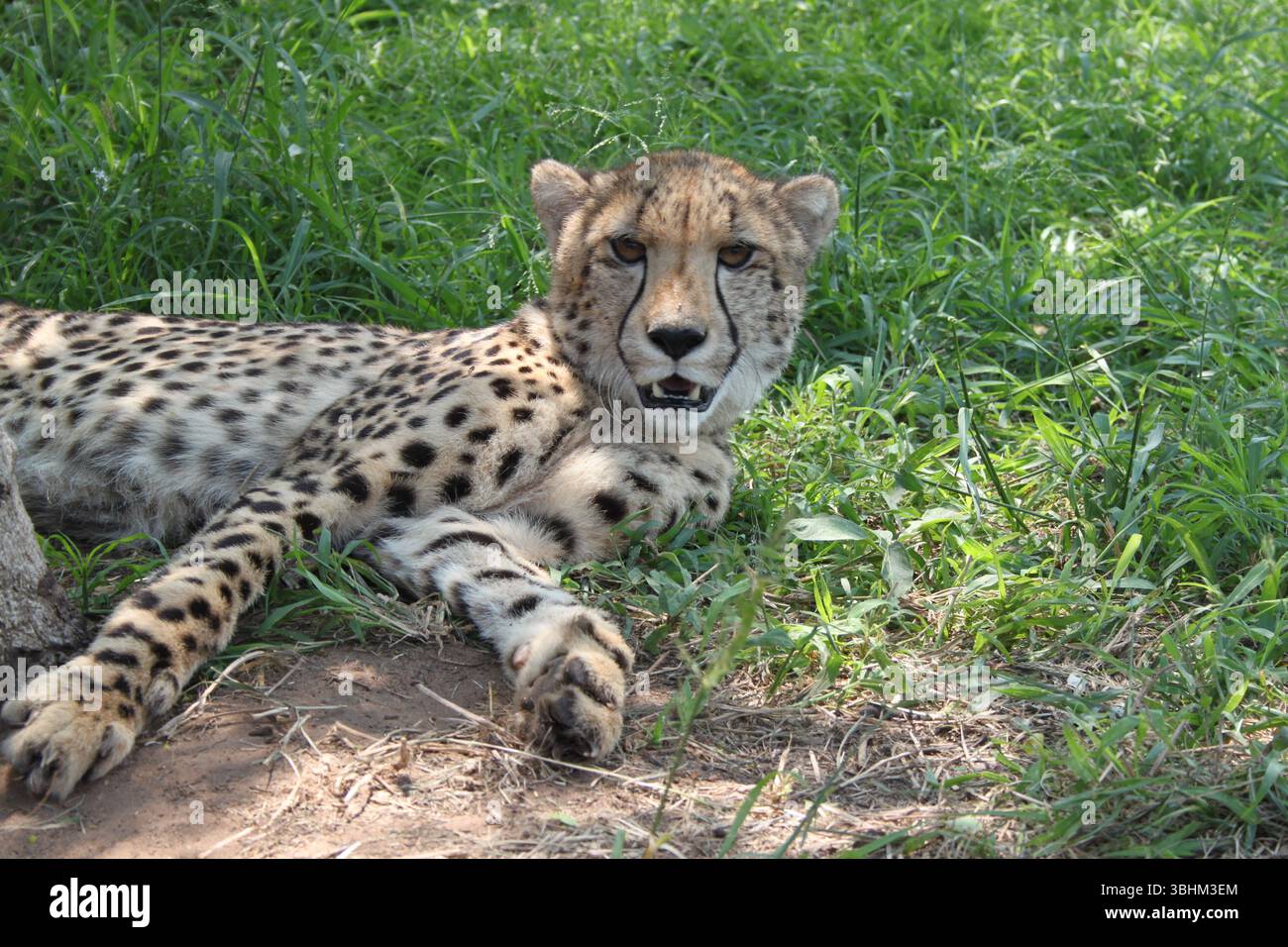 Cheetah riposa sull'erba nel deserto sudafricano Foto Stock