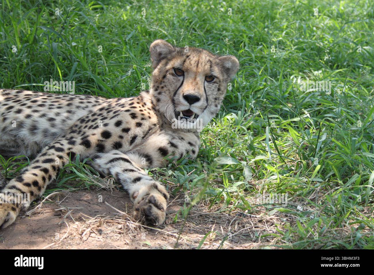 Cheetah riposa sull'erba nel deserto sudafricano Foto Stock