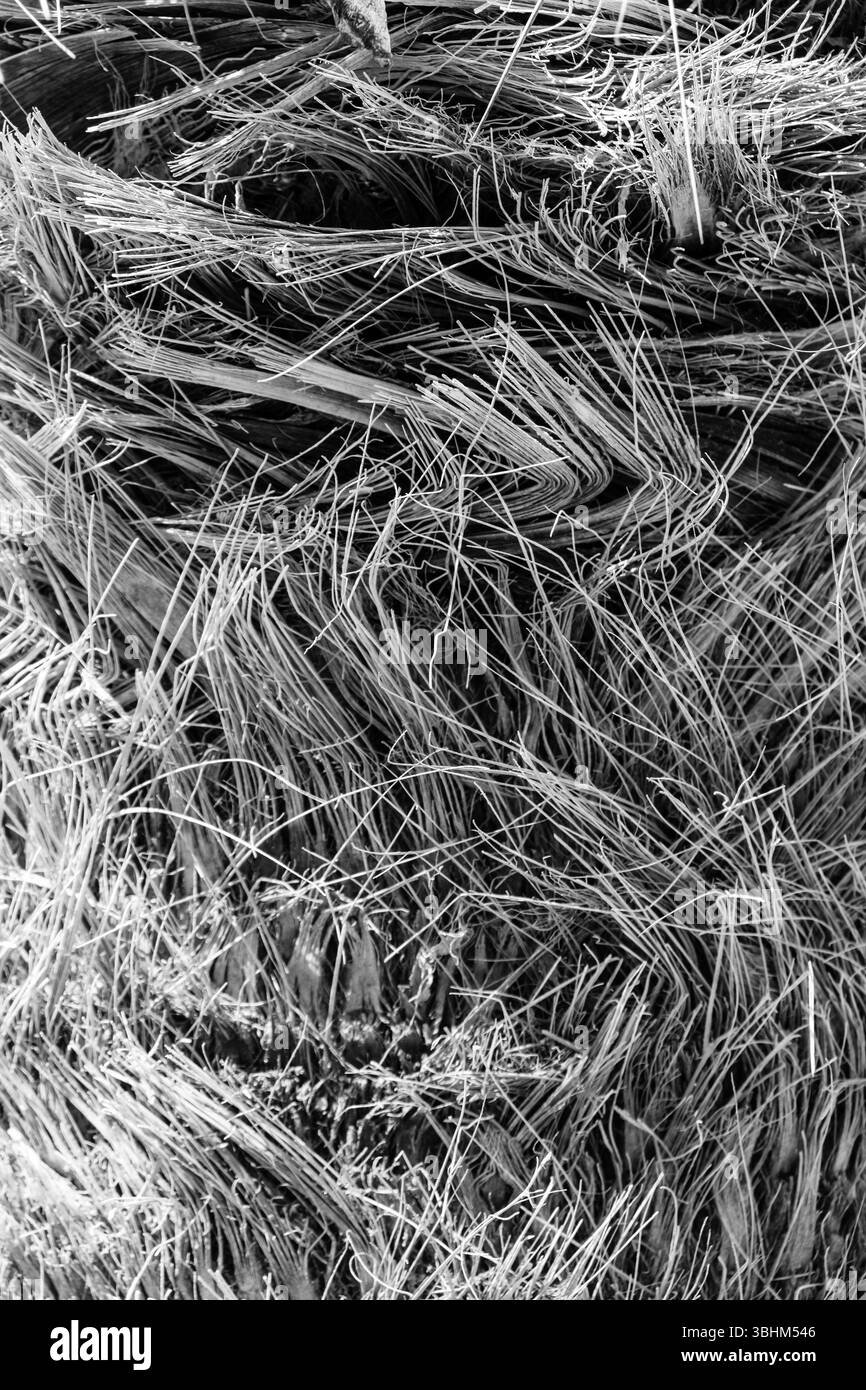 Primo piano della corteccia di palma con fibre testurizzate in bianco e nero Foto Stock