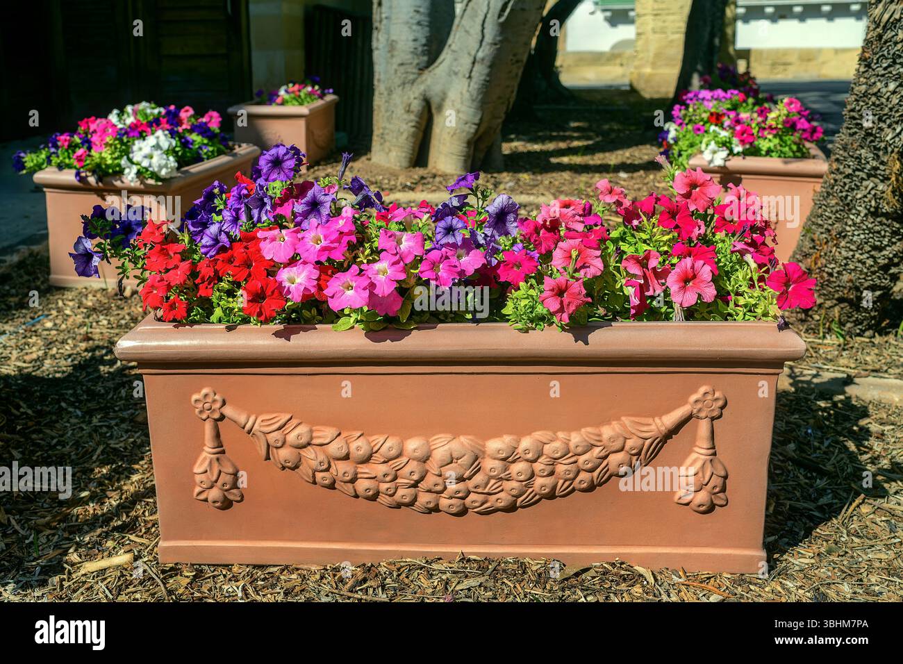 Vasi di fiori di terracotta pieni di vivaci petunie rosa, rosse, viola e bianche, disposte in un'area ombreggiata del parco urbano con alberi e pacciame Foto Stock