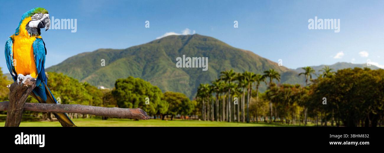 Bel composto di un'ara o guacamaya su un ramo d'albero con il Parque del Este o Francisco Miranda e Cerro El Avila sullo sfondo. Foto Stock