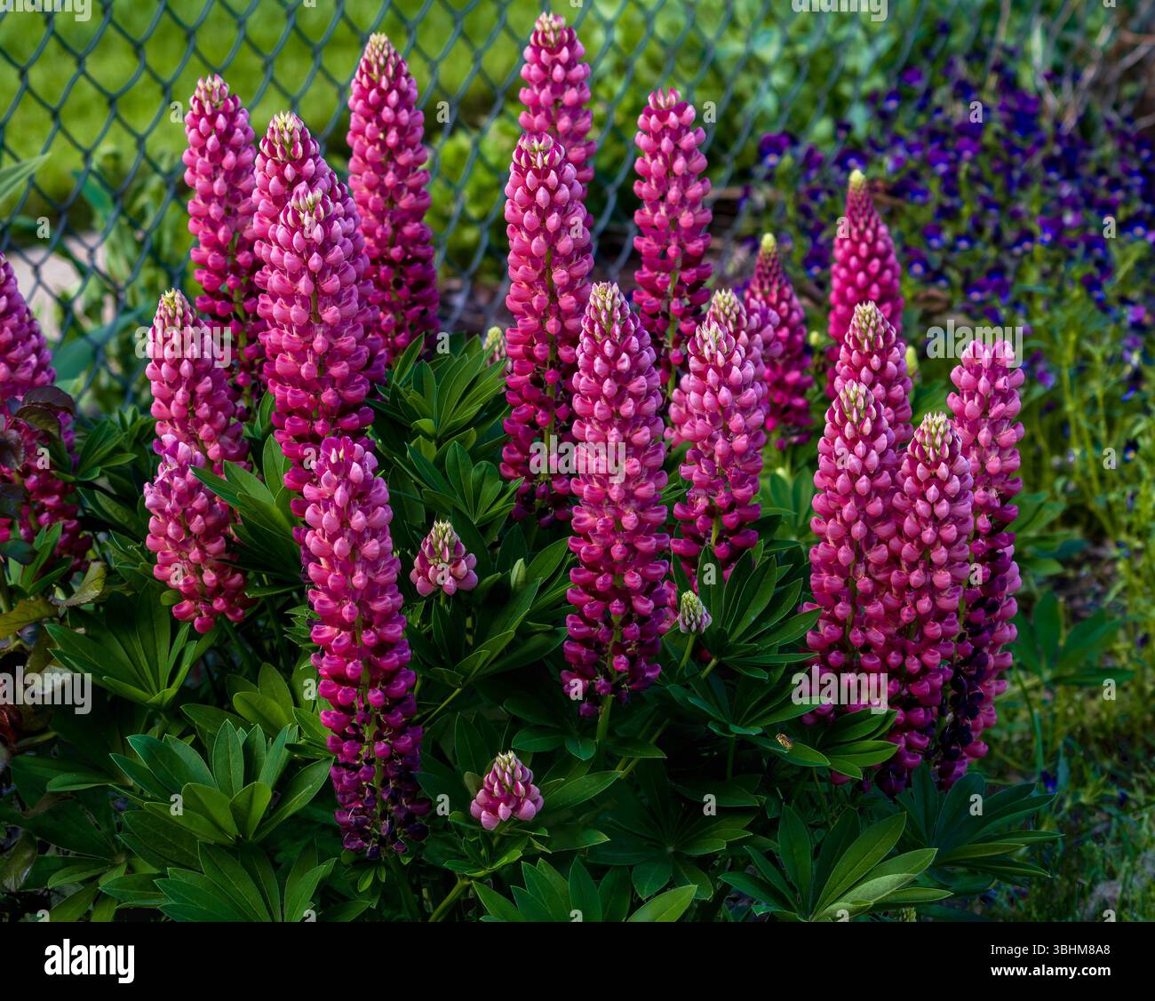 Una splendida zona di lupi rosa in fiore nel giardino. Immagine ravvicinata. Foto Stock